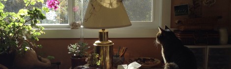 Two cats lounging in the sun in artist studio