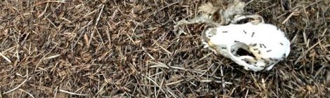 busy ants devouring skull