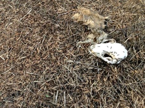 busy ants devouring skull