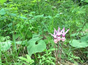 image of Calypso Orchid on Kamiak Butte